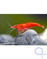 Red Fire Sakura Garnele - Neocaridina davidi Sakura 