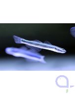 Neonblaue Grundel - Stiphodon semoni