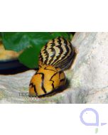 Zebra-Rennschnecke - Neritina natalensis