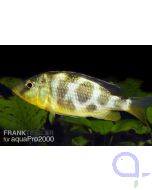 Giraffenbarsch - Pfauenmaulbrüter -  Nimbochromis venustus 