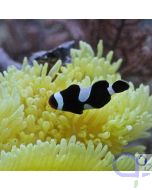 Amphiprion ocellaris black - Schwarzer Falscher Clown - Anemonenfisch