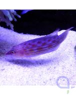 Pseudocheilinus octotaenia Achtlinien-Zwerglippfisch 2