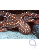 Callistoctopus macropus - Großer Krake - weißgefleckter Oktopus
