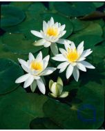 Duftende Seerose - Nymphaea odorata Alba