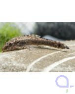 Brauner Ohrgitterharnischwels - Otocinclus - Otothyropsis piribebuy