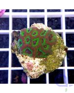 Oulophyllia bennettae "Green Rim"