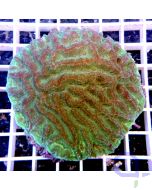 Oulophyllia crispa "Green" #82