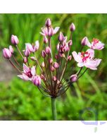 Butomus umballatus - Blumenbinse, rosa 