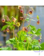 Geum rivale - Bachnelkenwurz, Blutströpfchen