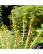 Myriophyllum crispata - Tausendblatt - Sauerstoffpflanze 11x11 cm