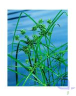 Cyperus alternifolius - Zypergras - Papyrus Pflanze