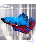 Kampffisch Plakat "Raiku" - Betta splendens