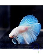 Kampffisch Halfmoon - White Pearl - Betta splendens