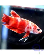 Kampffisch Plakat - Red White Camo - Betta splendens Bt9