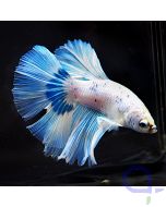 Kampffisch Halfmoon - Blue White
