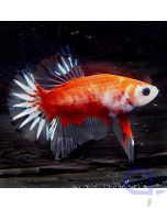 Kampffisch Plakat - Orange Rot- Betta splendens Bt13