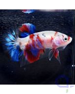 Kampffisch Plakat Candy - Betta splendens