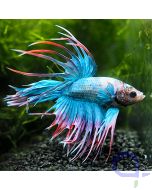 Kampffisch Crowntail - Cotton Candy - Betta splendens *11