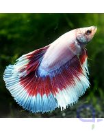 Kampffisch Halfmoon - Lavender - Betta splendens *04