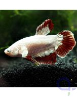 Kampffisch Plakat - Dragon - Betta splendens *26