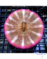 Fungia concinna - Pink XL