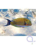 Acanthurus lineatus - Blaustreifen-Doktorfisch