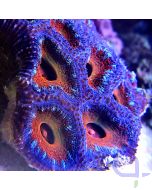 Acanthastrea lordhowensis Ultra #100