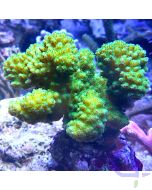 Pocillopora danae Green #43