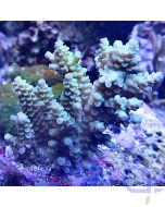 Acropora - Light Green #28