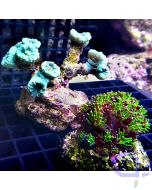 Korallen Set - Blau Grün #89
