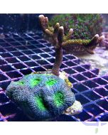 Korallen Set - Oliv Grün #72