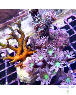 Korallen Set - Rosa Orange #