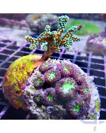 Korallen Set - Green Glow #140