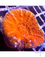 Homophyllia australis - Rot (Scolymia)