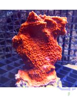 Montipora capricornis - Rot #178