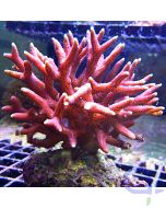 Seriatopora Hystrix - Pink Ultra #184