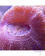 Acanthastrea premium - Rosa #19