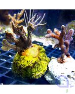 Korallen Set - Starter #64