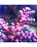 Acropora - Violett Glow  #36