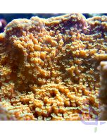 Montipora foliosa - Orange #02