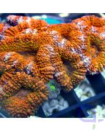 Acanthastrea lordhowensis Ultra - Orange #25