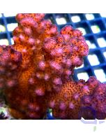 Pocillopora verrucosa - Dark Pink #77