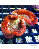 Trachyphyllia - Red Glow #16