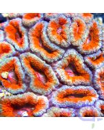 Acanthastrea lordhowensis Ultra- Orange #43