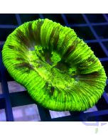 Trachyphyllia Ultra - Neon Gelb #63