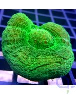 Scolymia Homophyllia australis - Ultra Green #74