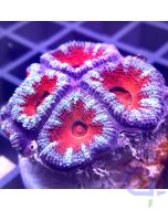 Acanthastrea lordhowensis - Blue Red #16