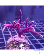 Seriatopora hystrix - Pink #10