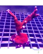 Montipora digitata - Ultra Rot #05