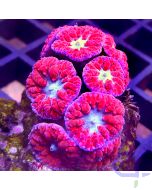 Blastomussa Premium - Red #12